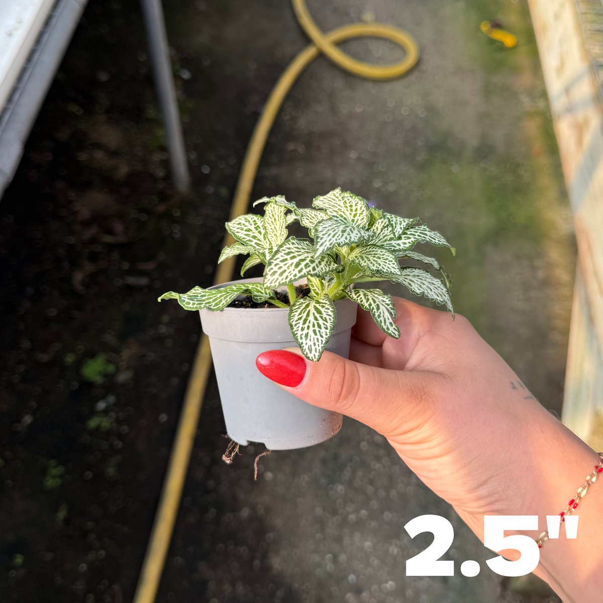 'White Anne' Fittonia