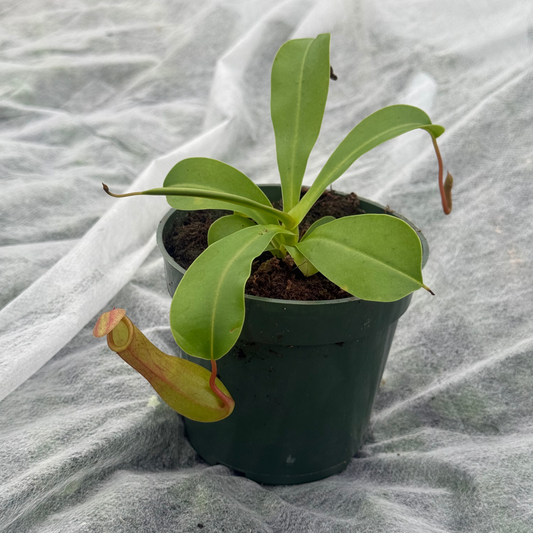 Nepenthes alata