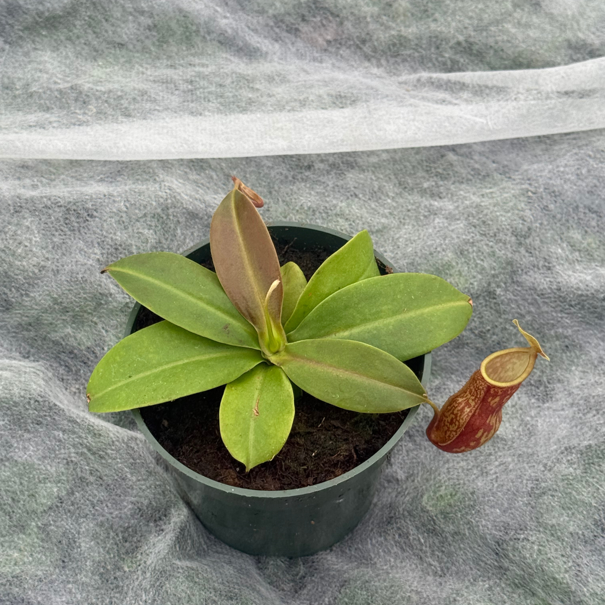 Nepenthes x 'St. Gaya'
