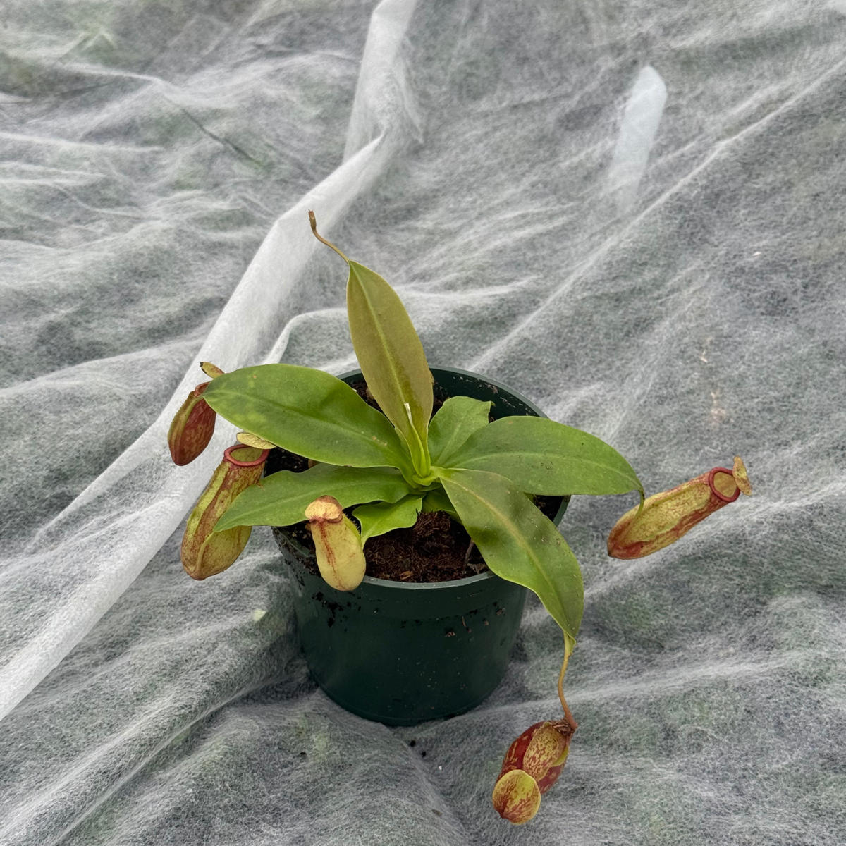 Nepenthes x 'St. Gaya'