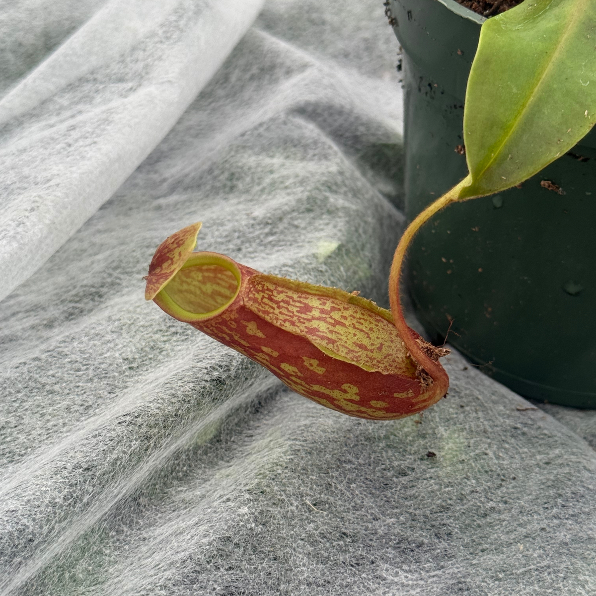 Nepenthes x 'St. Gaya'