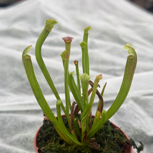 Sarracenia 'Judith Hindle'