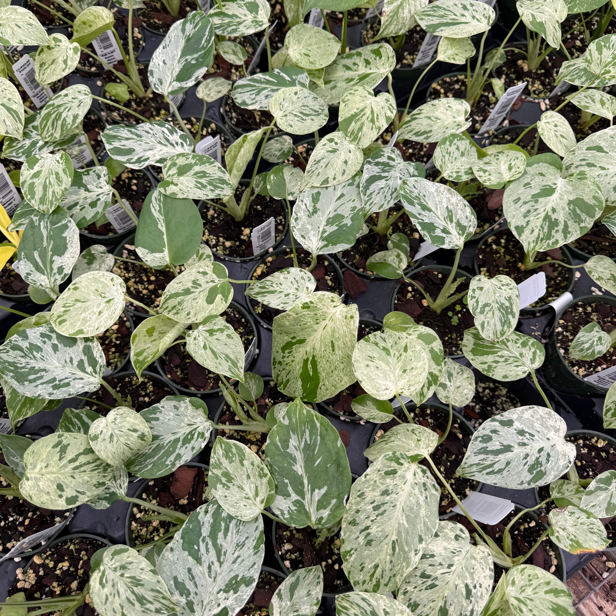 Monstera deliciosa 'Bulbasaur'