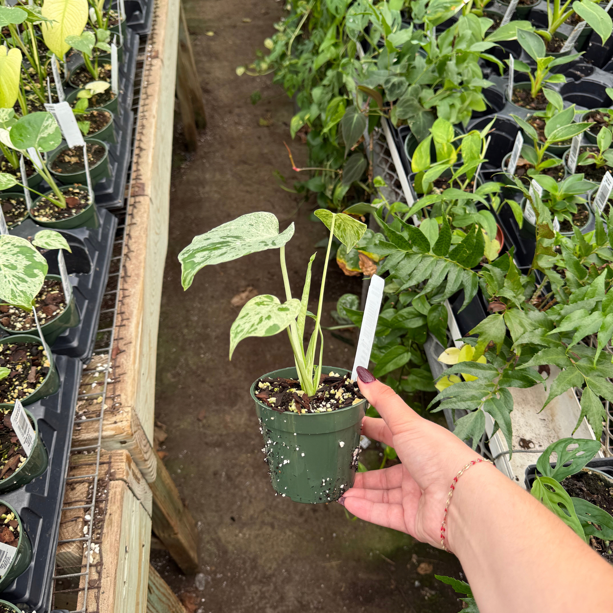 Monstera deliciosa 'Bulbasaur'