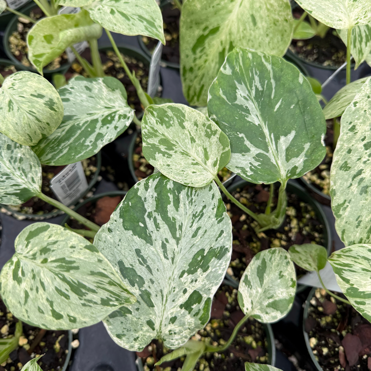 Monstera deliciosa 'Bulbasaur'