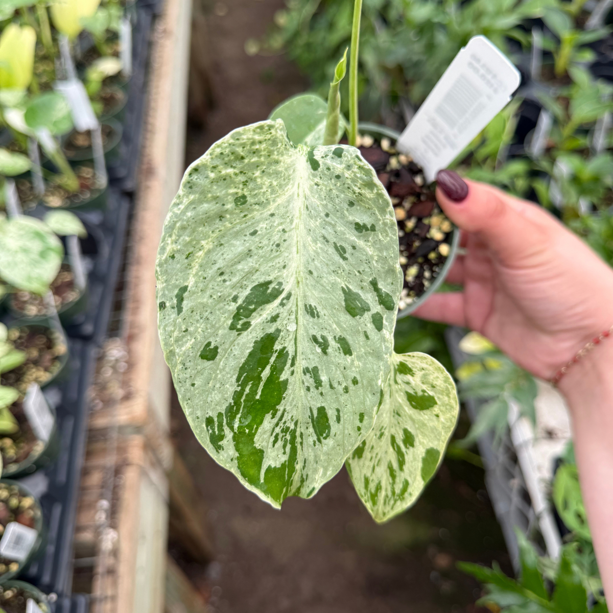 Monstera deliciosa 'Bulbasaur'