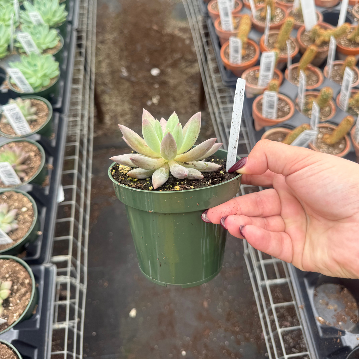 Echeveria 'Red Dragon Wing'