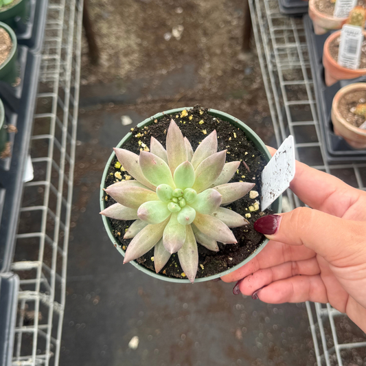 Echeveria 'Red Dragon Wing'