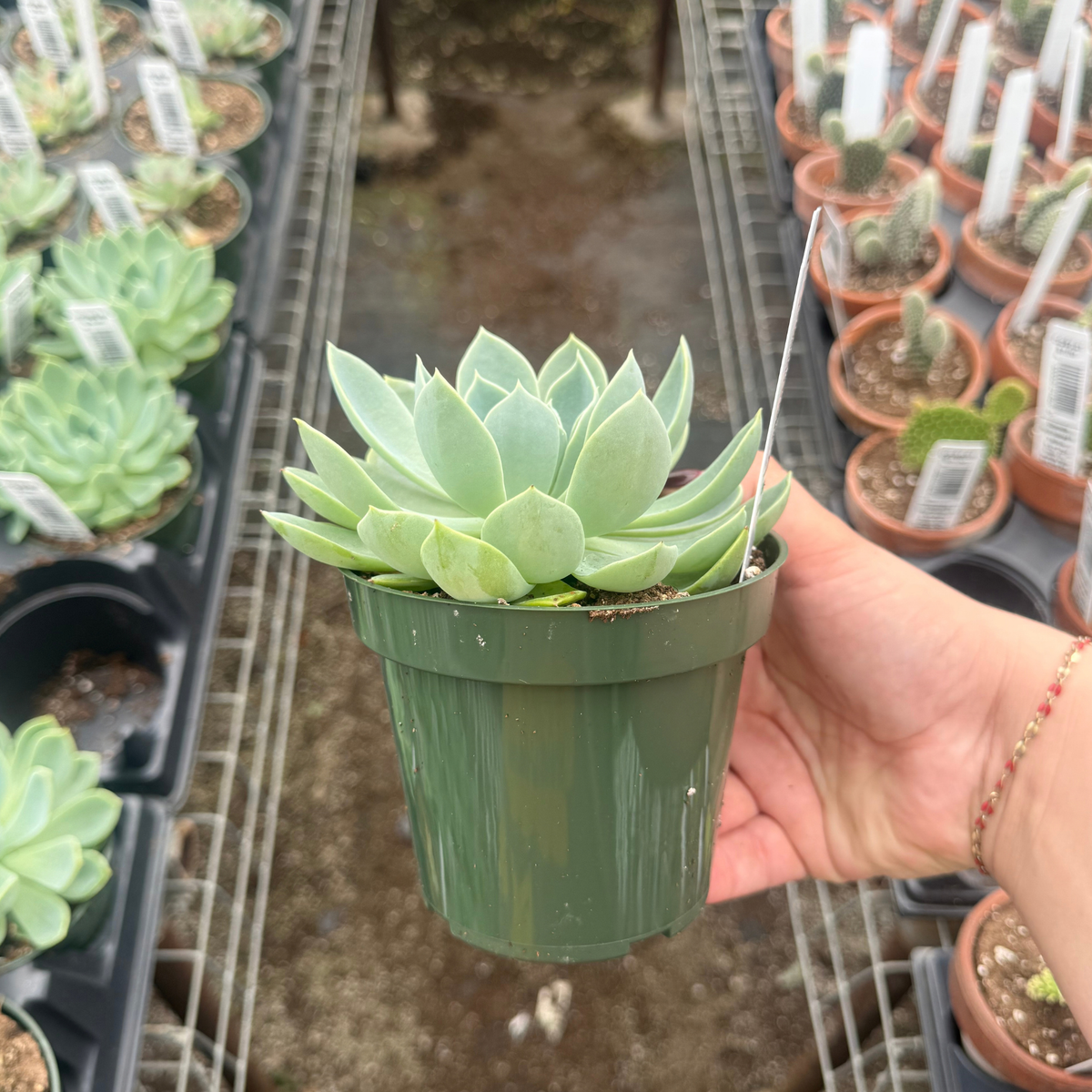 Echeveria 'Blue Atoll'