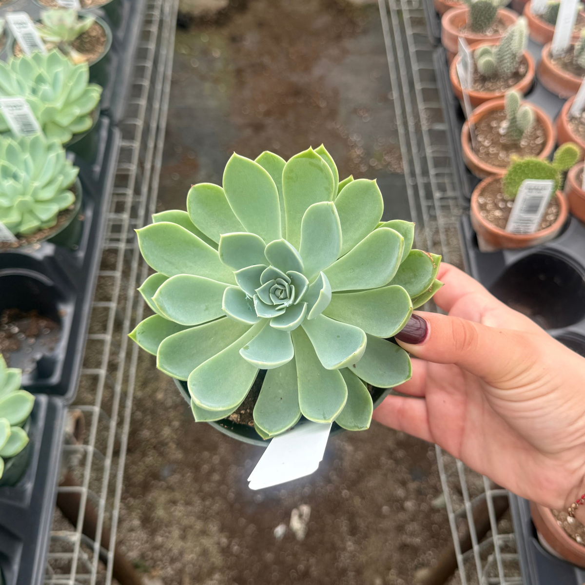 Echeveria 'Blue Atoll'