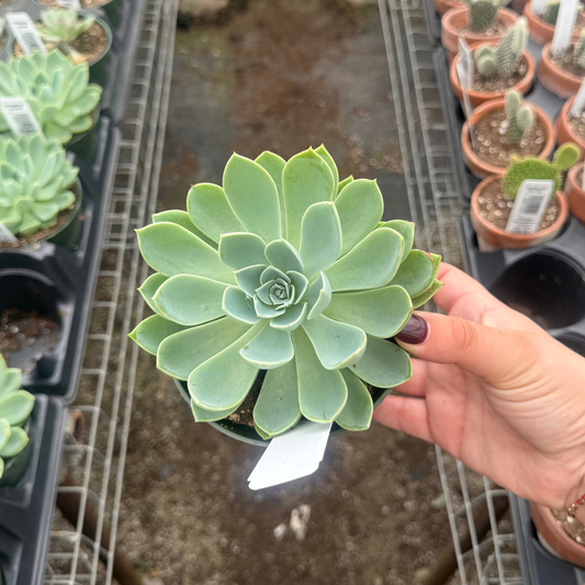 Echeveria 'Blue Atoll'