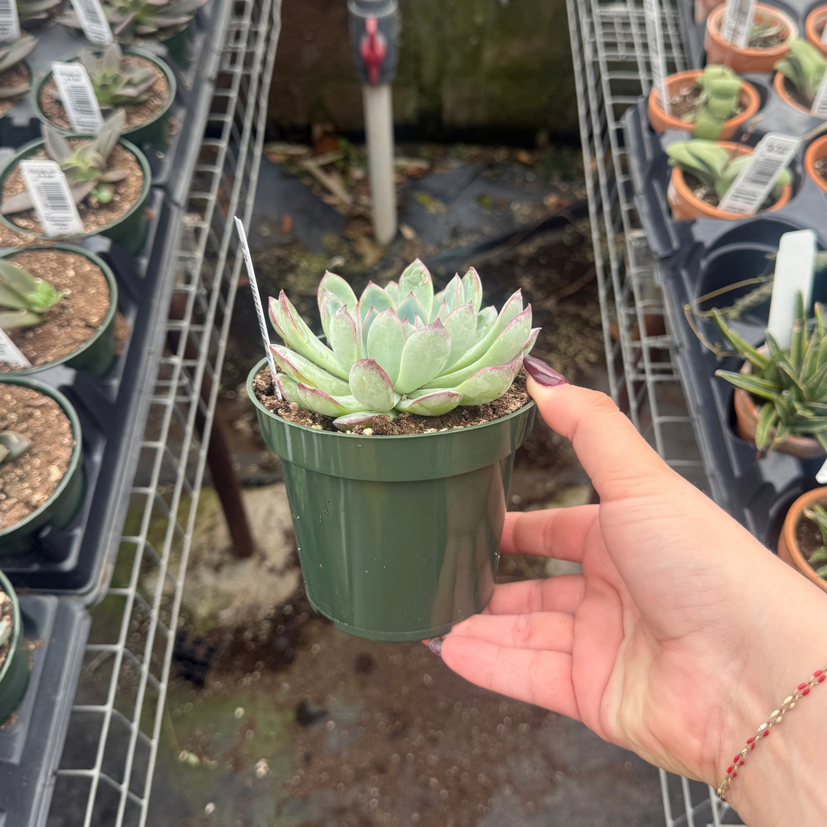 Echeveria 'Apus'