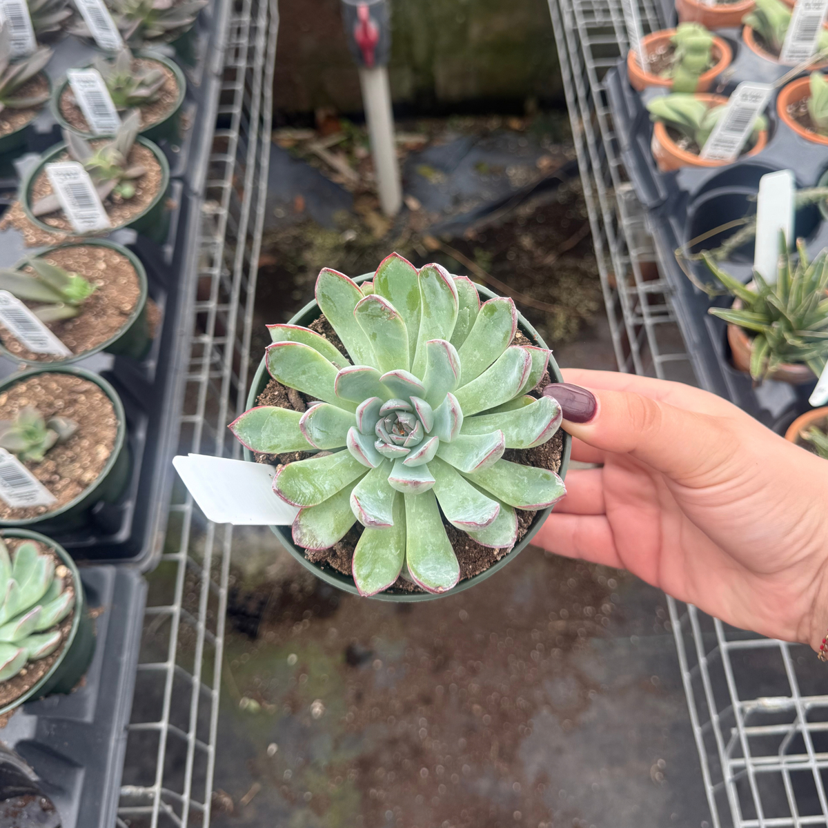 Echeveria 'Apus'