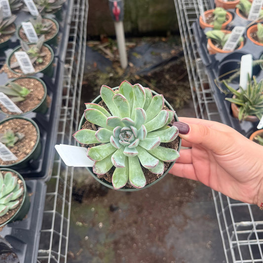 Echeveria 'Apus'