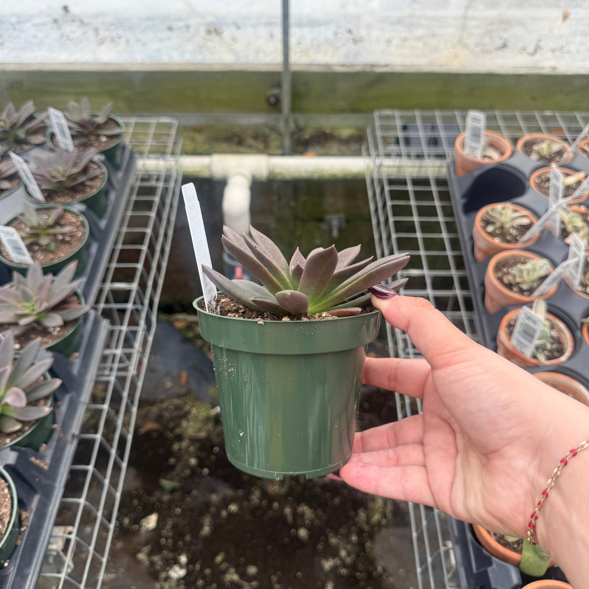 Echeveria affinis 'Black Knight'