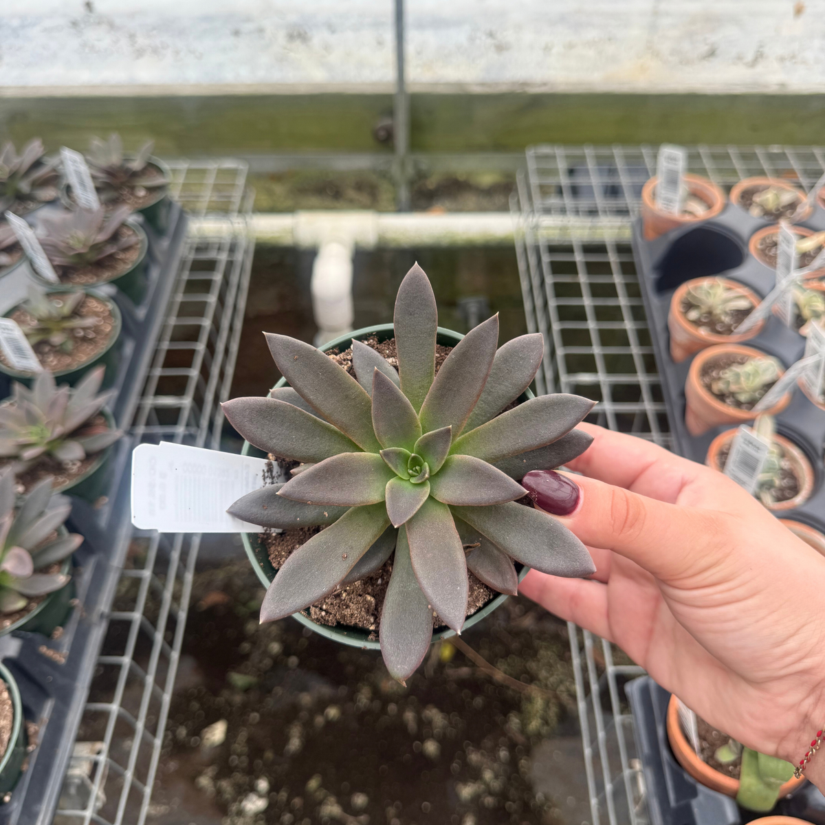 Echeveria affinis 'Black Knight'