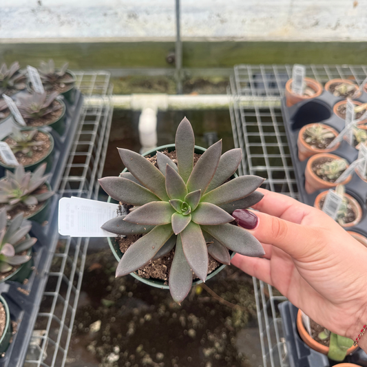 Echeveria affinis 'Black Knight'
