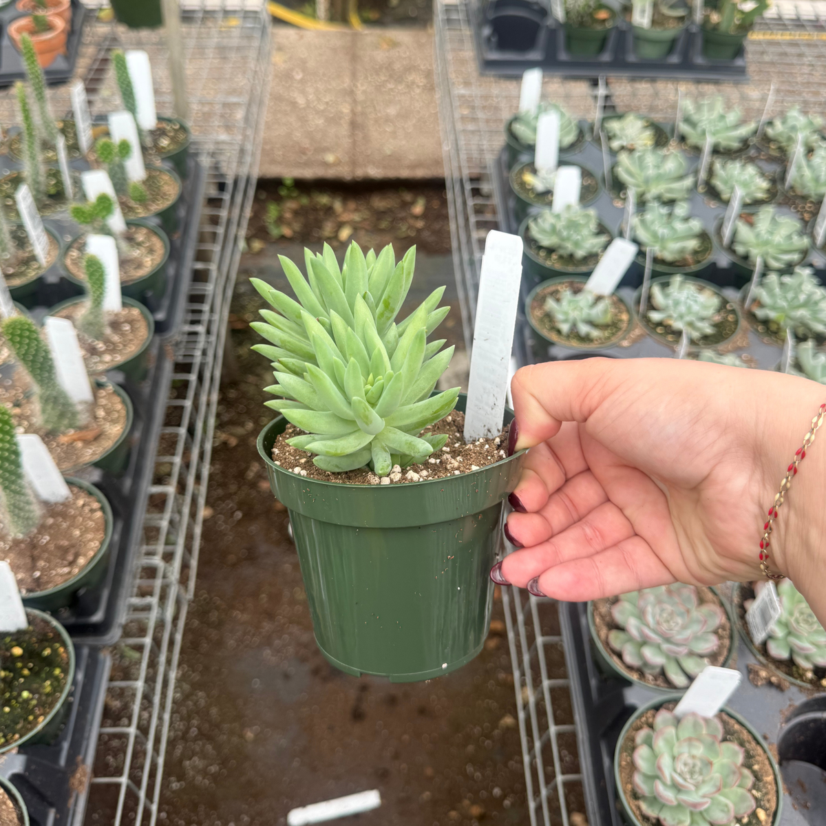 Sedeveria 'Harry Butterfield'
