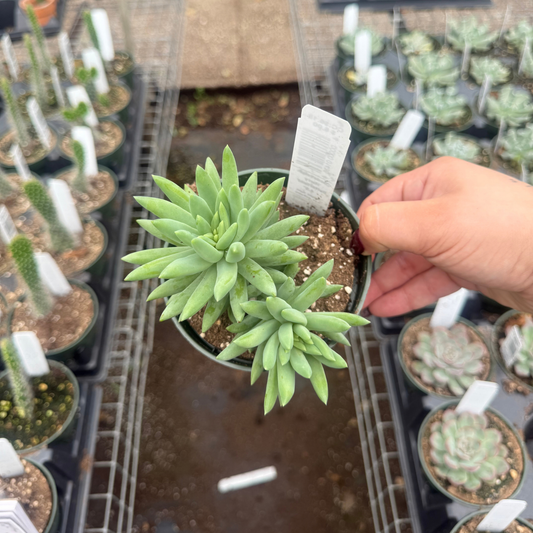 Sedeveria 'Harry Butterfield'
