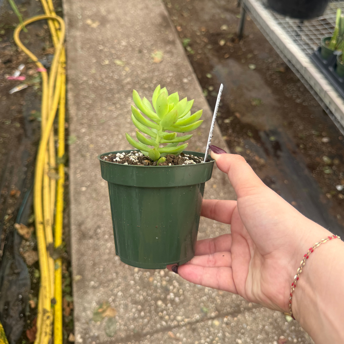 Sedum adolphii