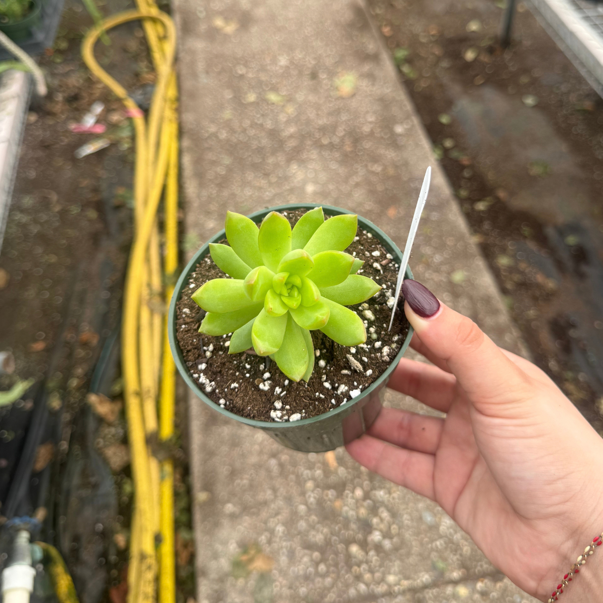 Sedum adolphii