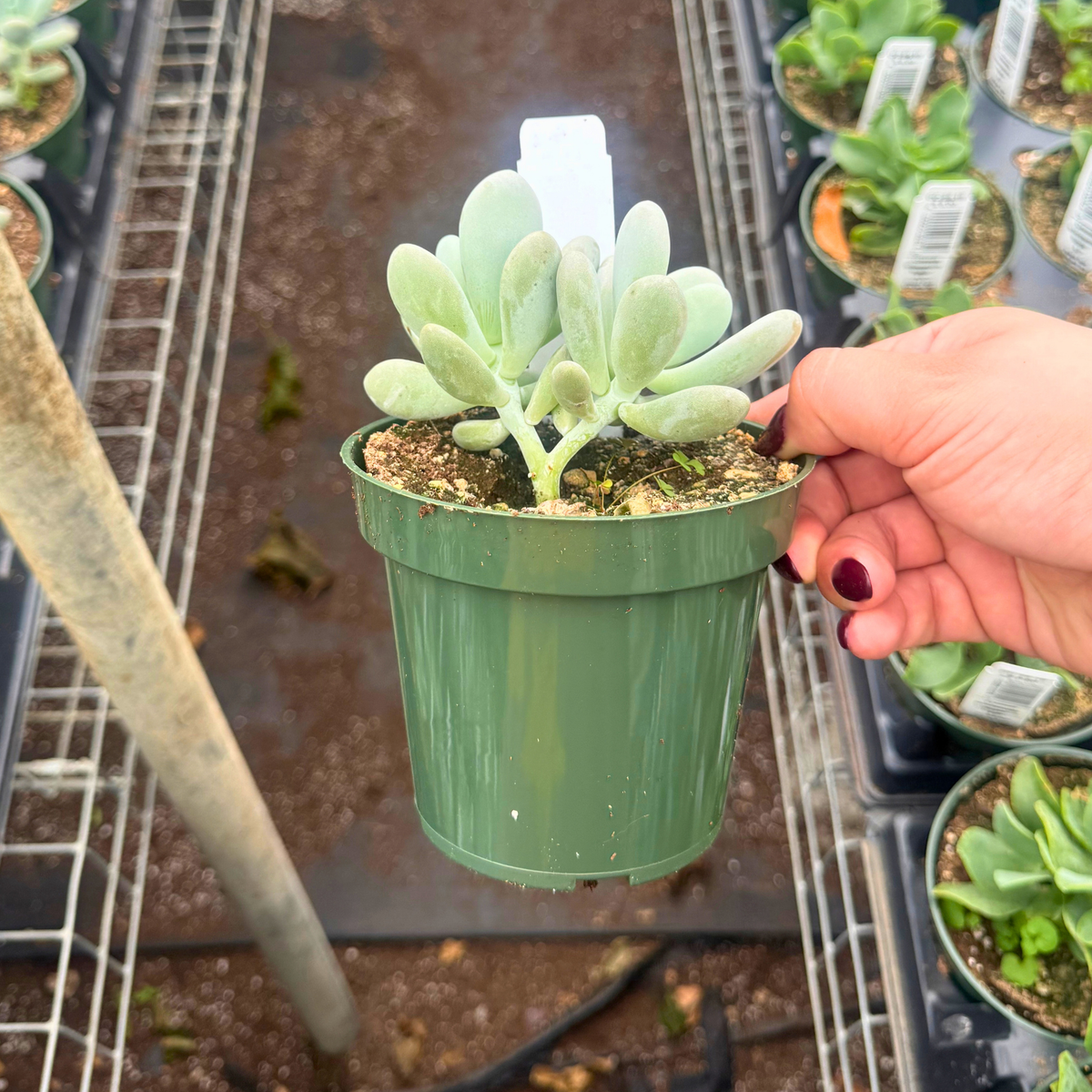 Pachyveria 'Bubbles'
