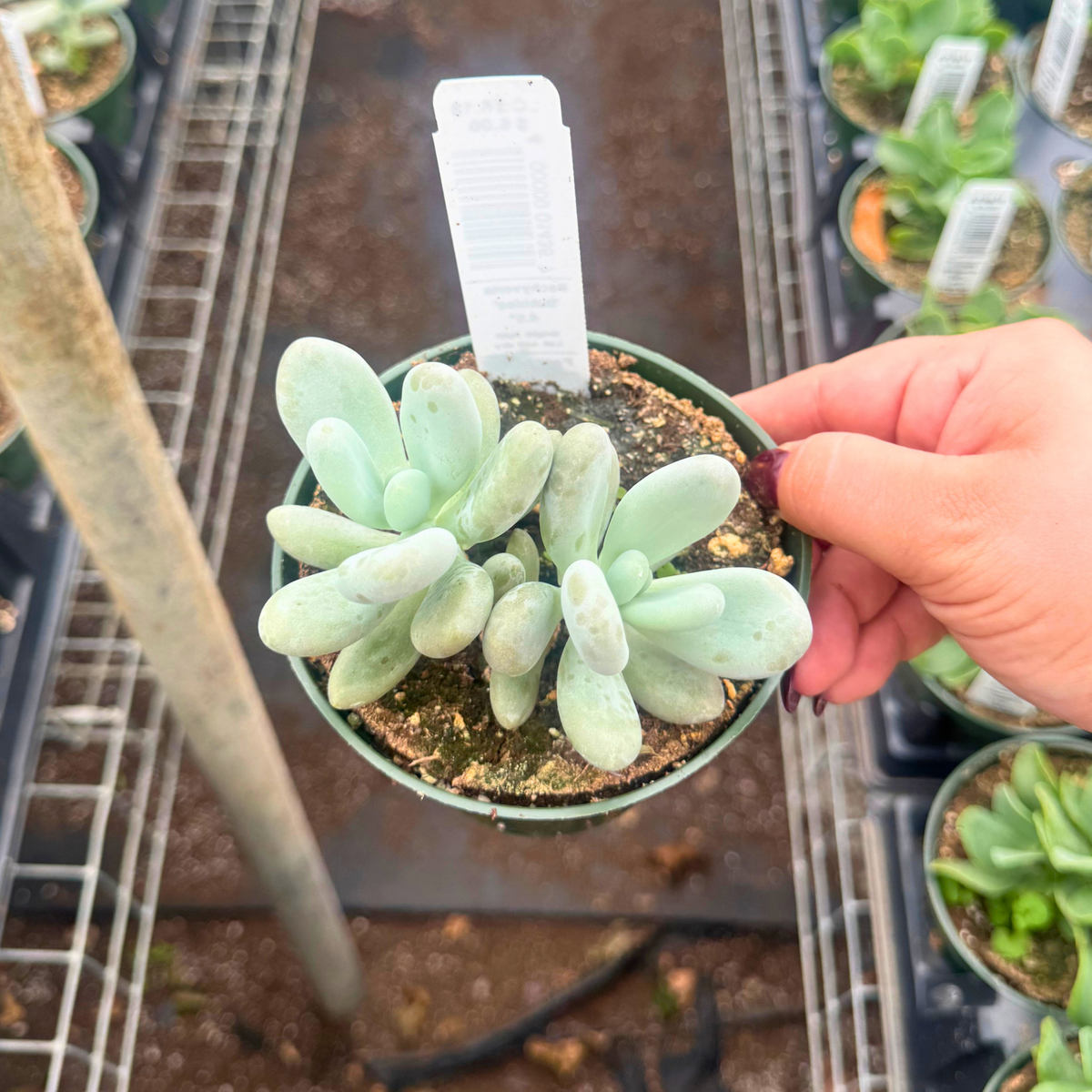 Pachyveria 'Bubbles'