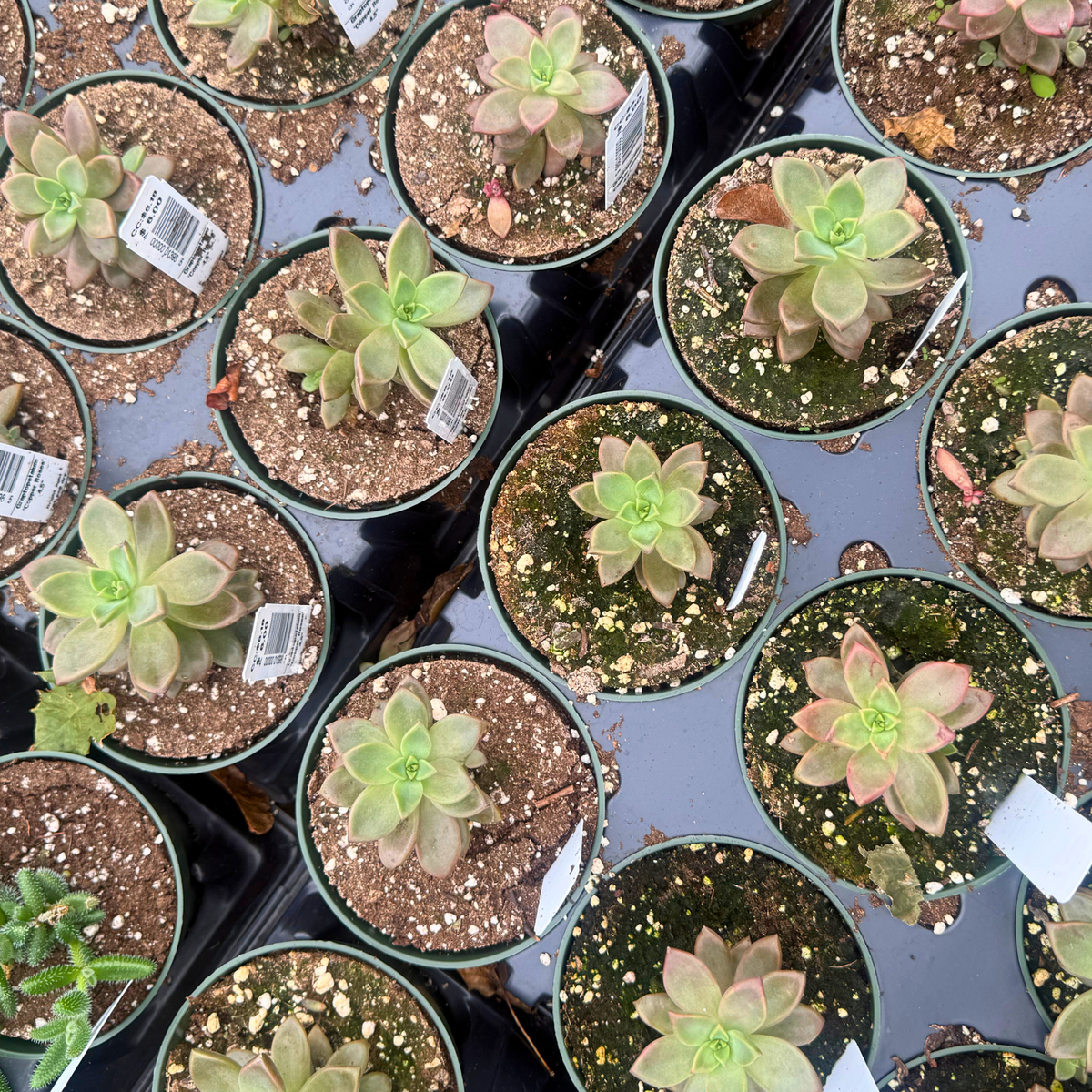 Graptopetalum 'Copper Roses'