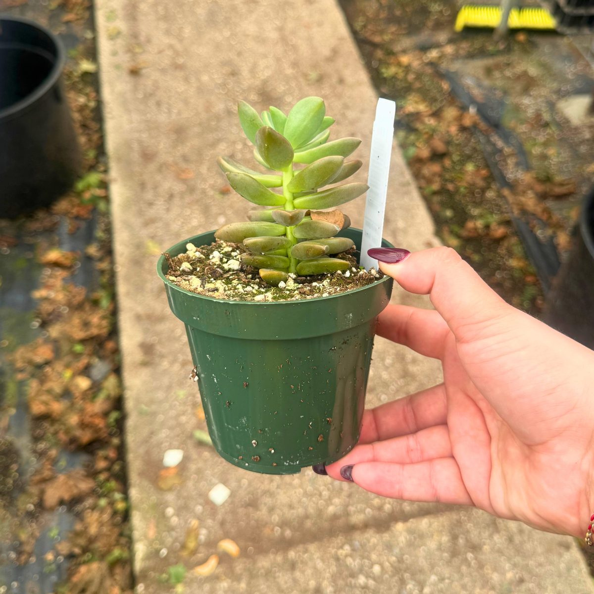 Graptopetalum 'Copper Roses'