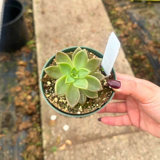 Graptopetalum 'Copper Roses'