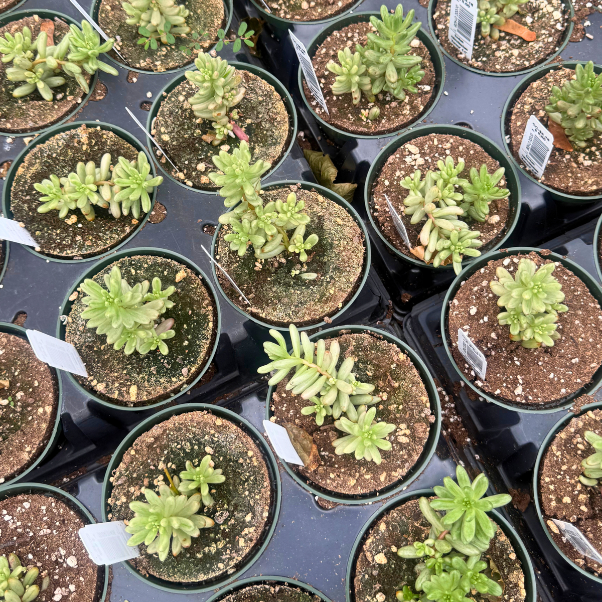 Sedum rubrotinctum 'Aurora'