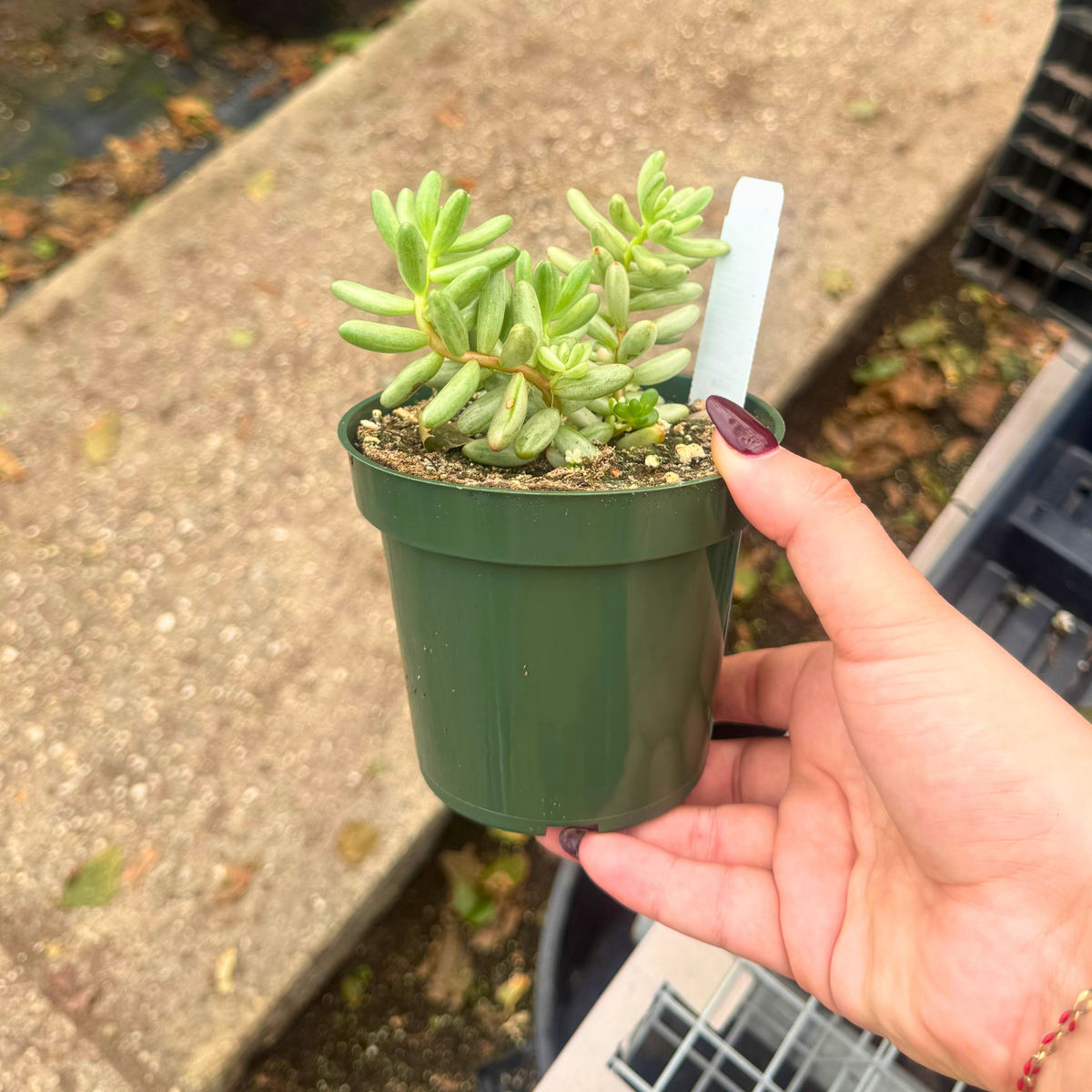 Sedum rubrotinctum 'Aurora'