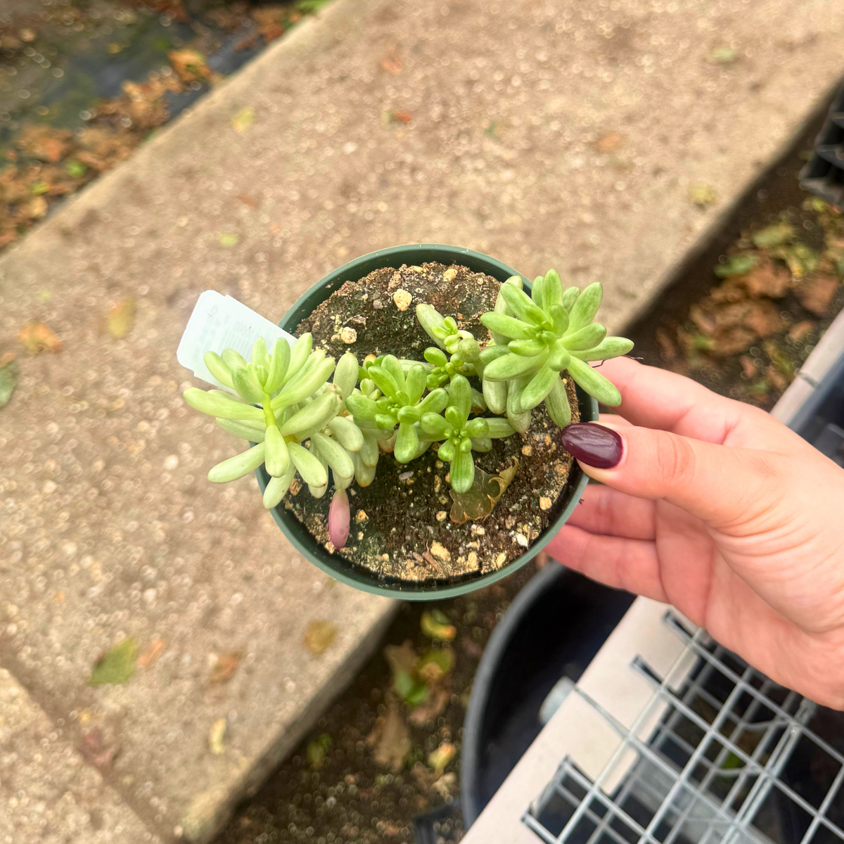 Sedum rubrotinctum 'Aurora'