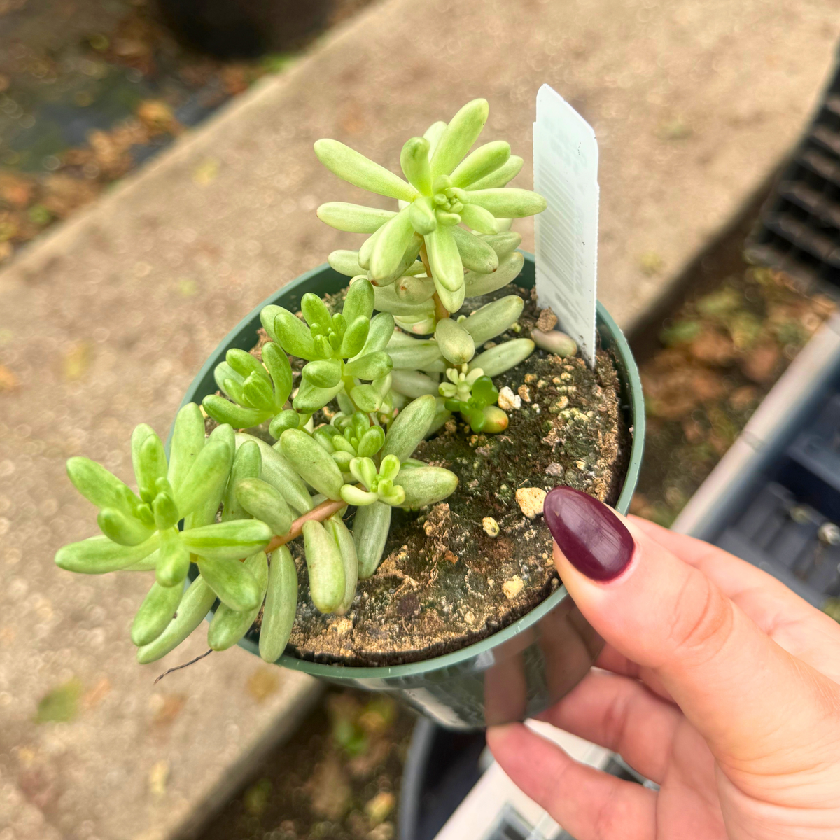 Sedum rubrotinctum 'Aurora'
