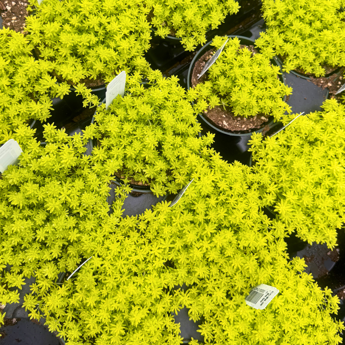 Sedum japonicum 'Tokyo Sun'