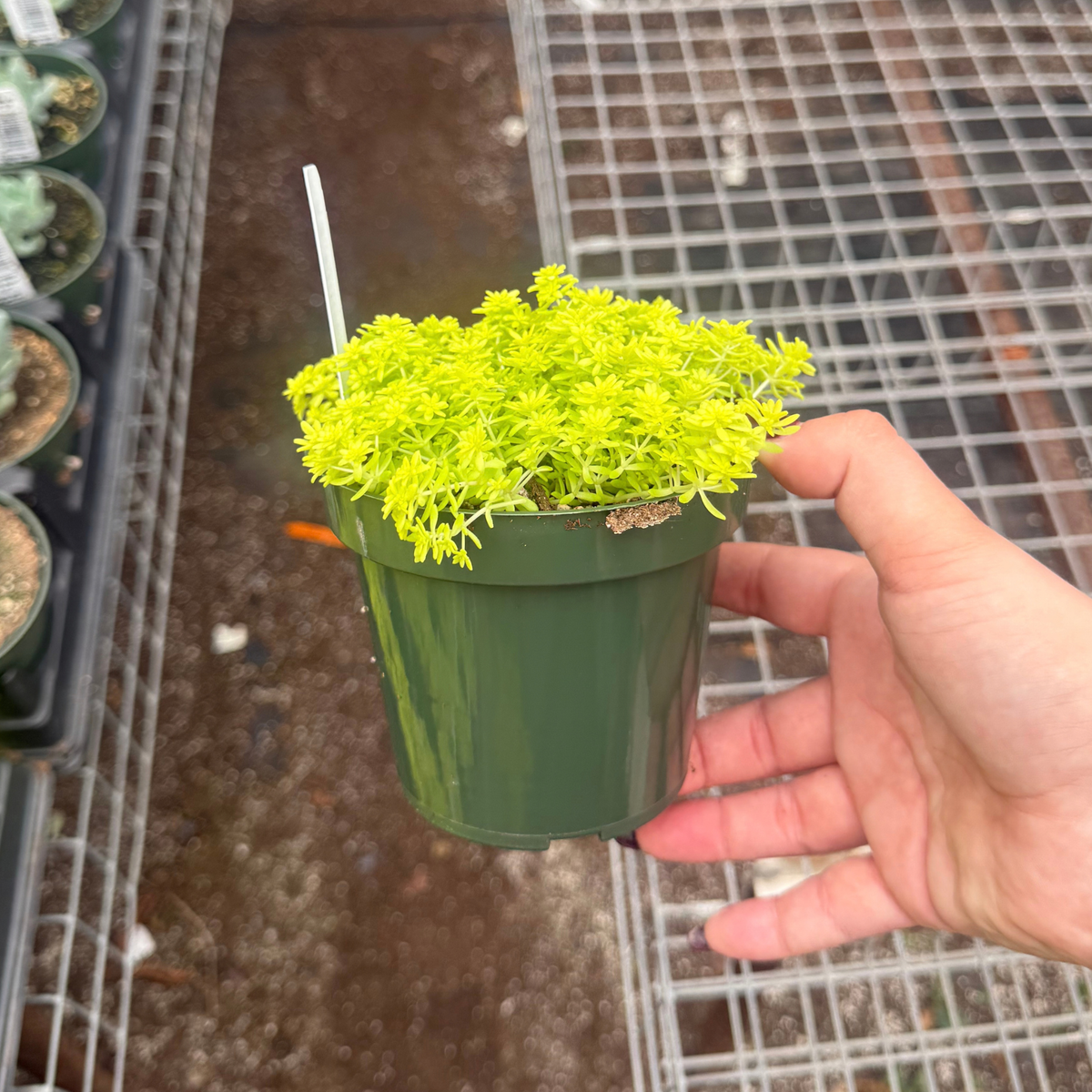 Sedum japonicum 'Tokyo Sun'