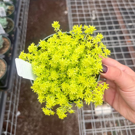 Sedum japonicum 'Tokyo Sun'