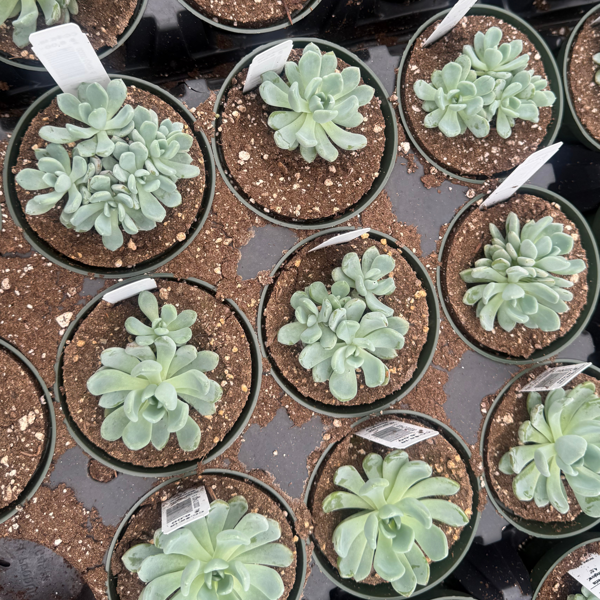 Graptoveria 'Moonglow'
