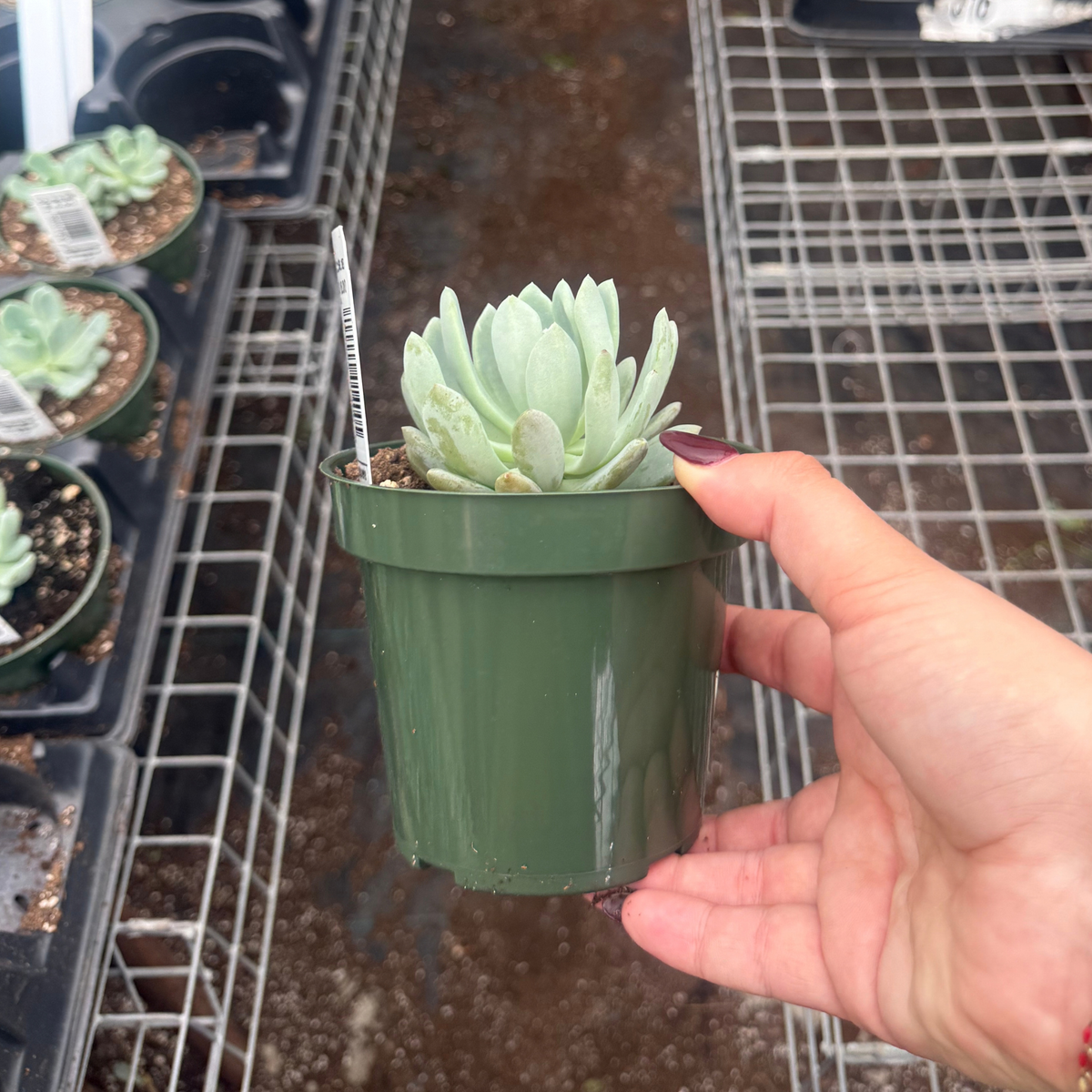 Graptoveria 'Moonglow'