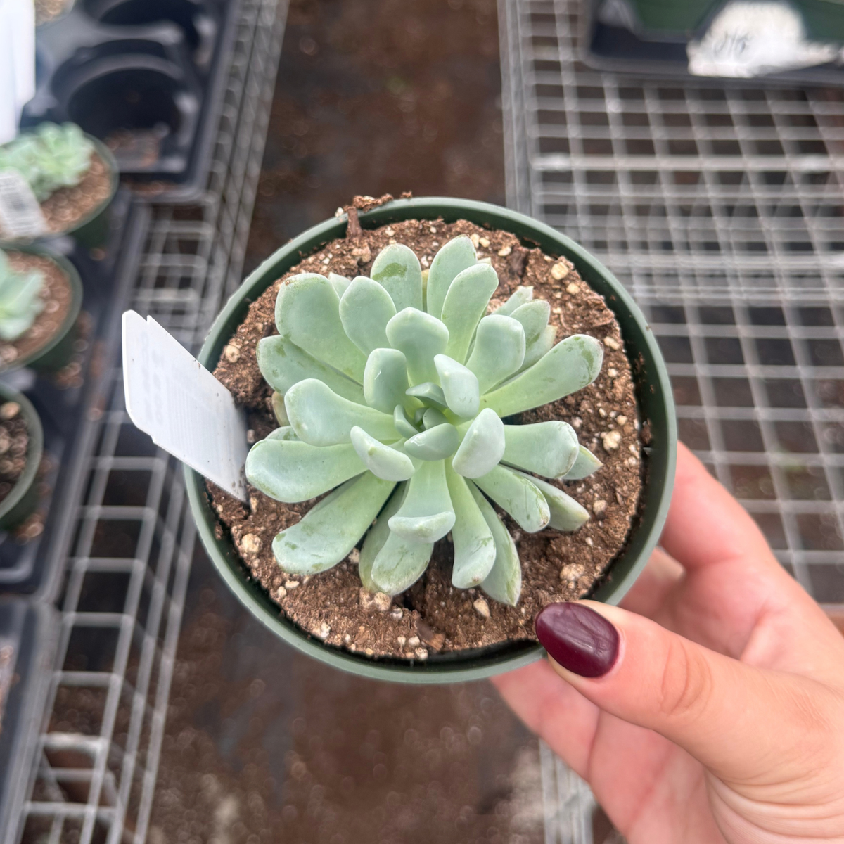 Graptoveria 'Moonglow'