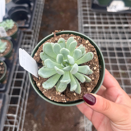 Graptoveria 'Moonglow'