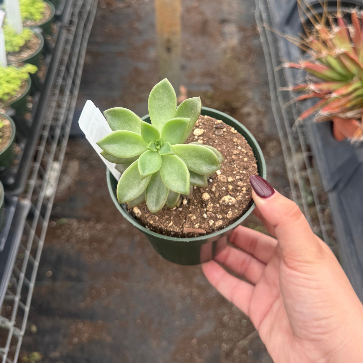 Graptosedum 'California Sunset'