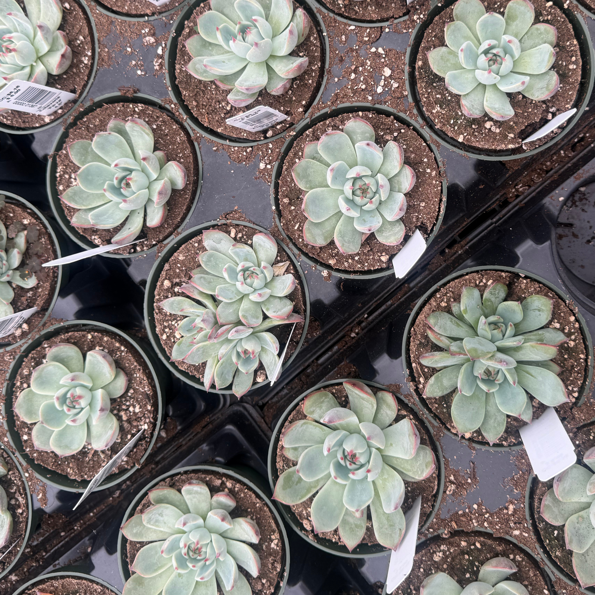 Echeveria 'Parva'