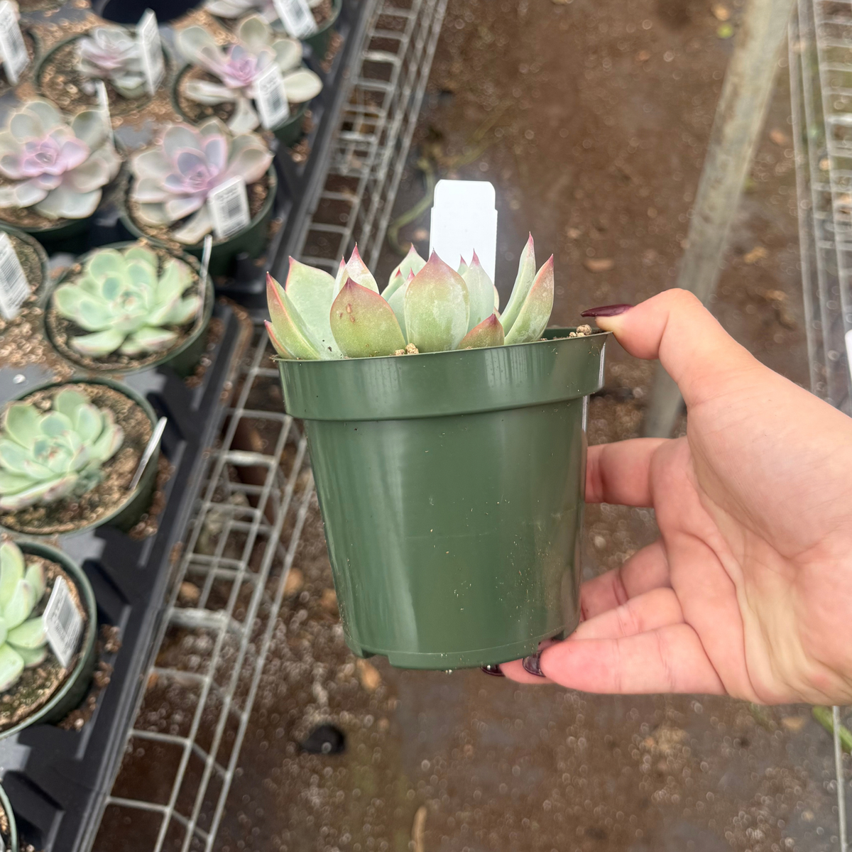 Echeveria 'Parva'