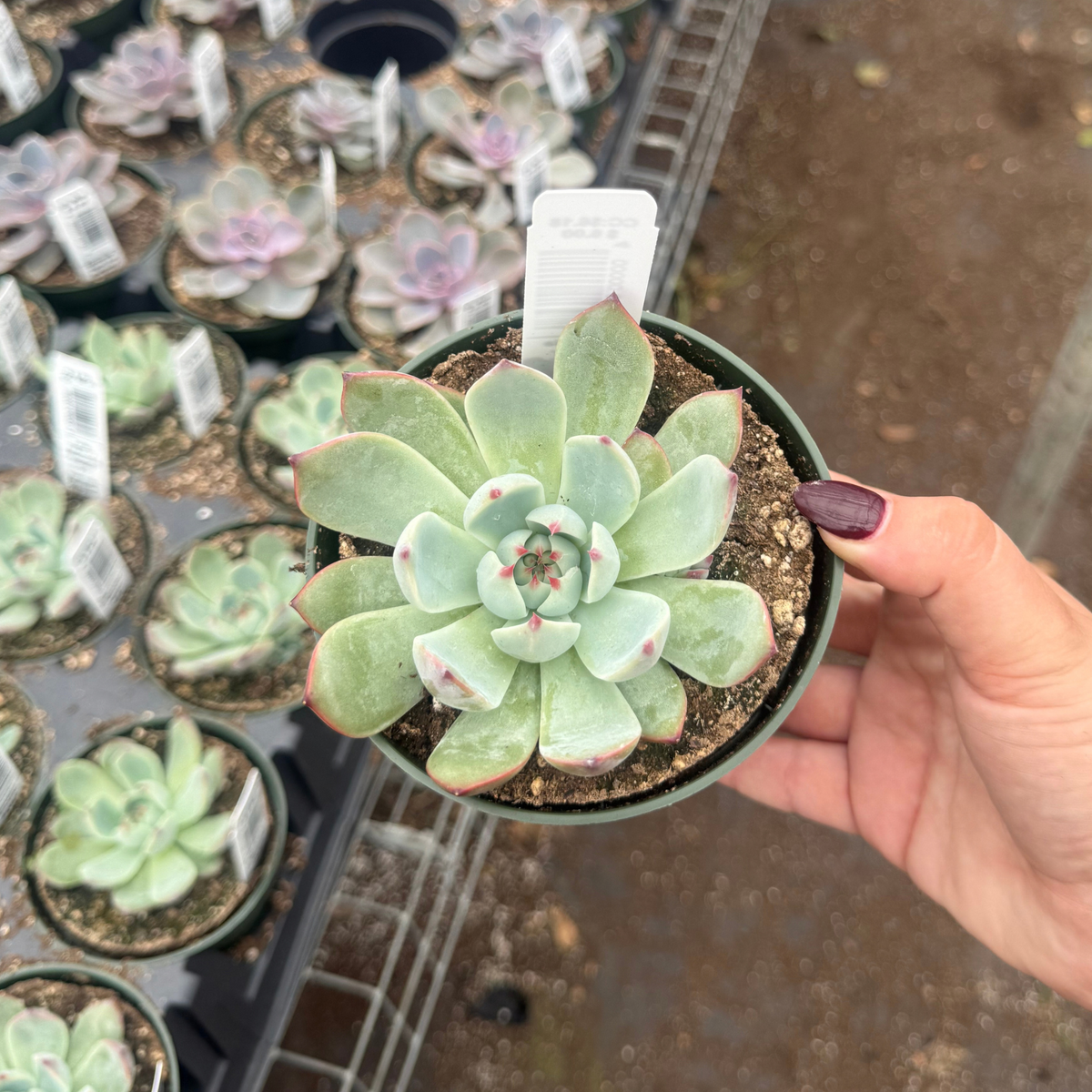 Echeveria 'Parva'