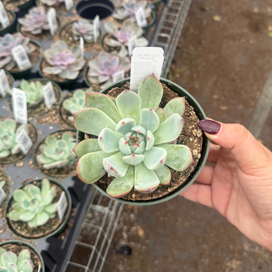 Echeveria 'Parva'