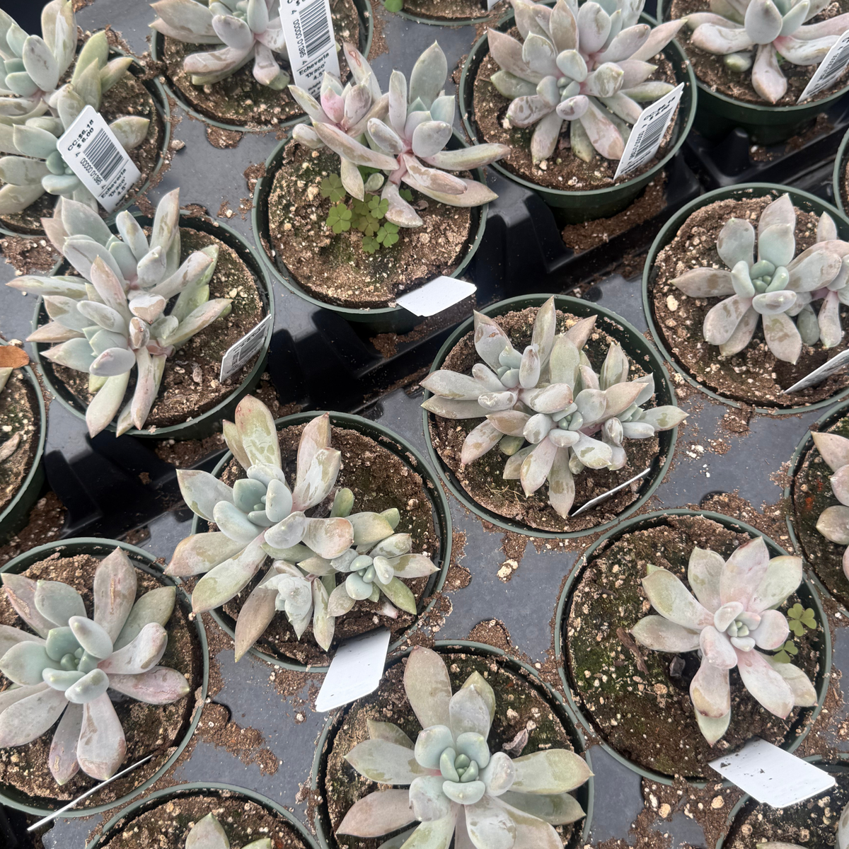 Echeveria 'Draco'