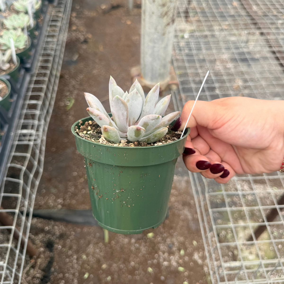 Echeveria 'Draco'
