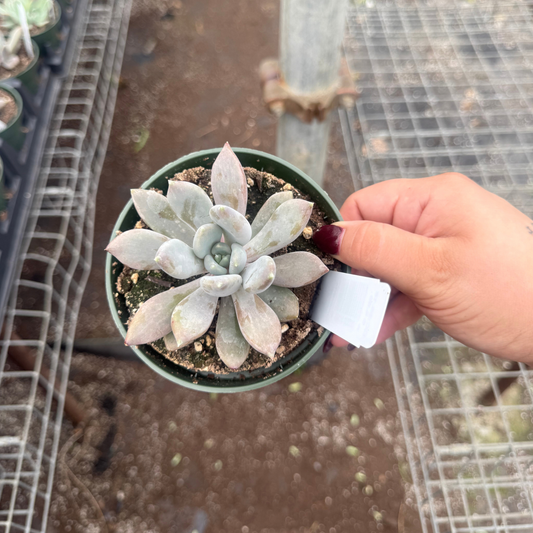 Echeveria 'Draco'