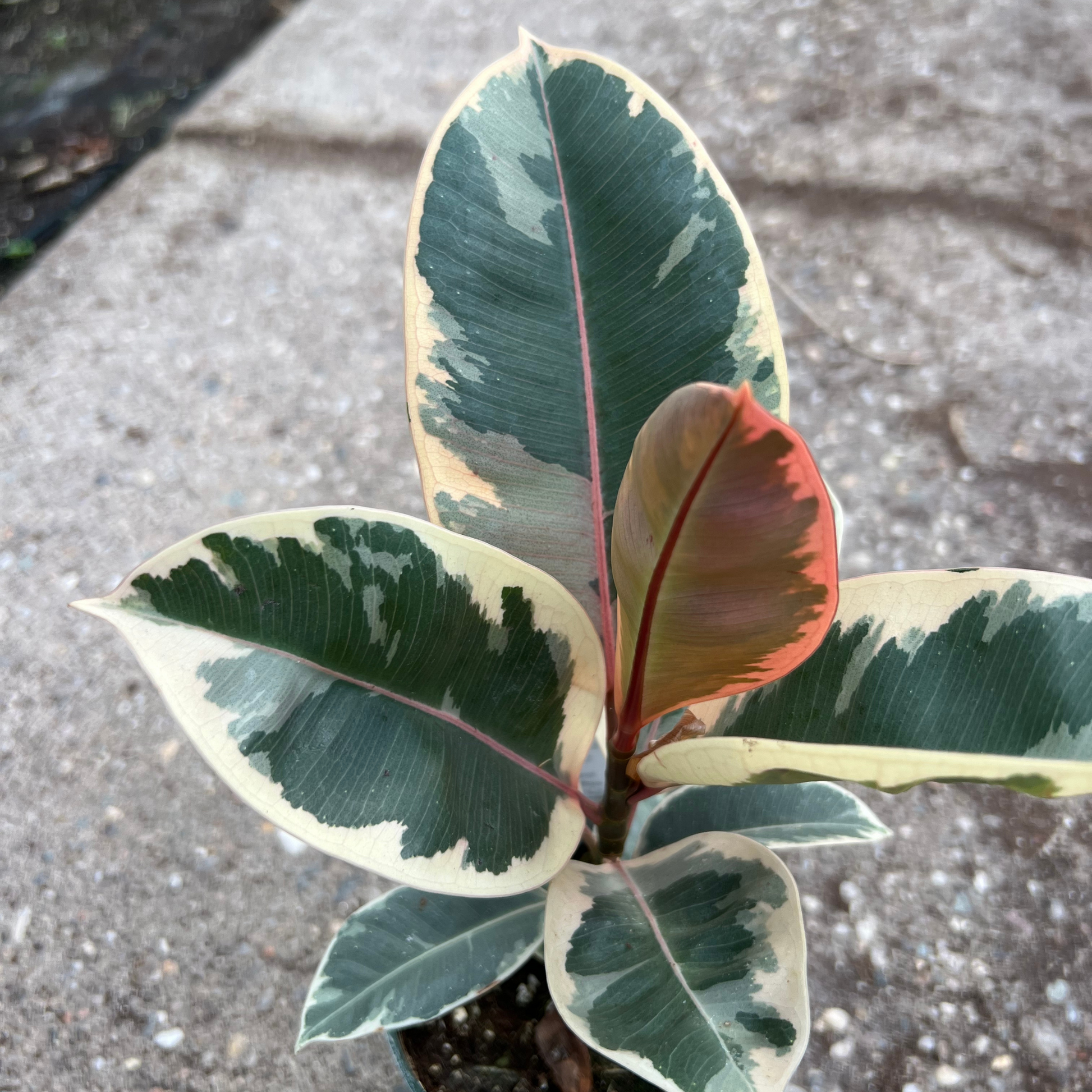 ficus tineke rubber tree plant Ficus elastica 'Tineke' – Fantastic Gardens